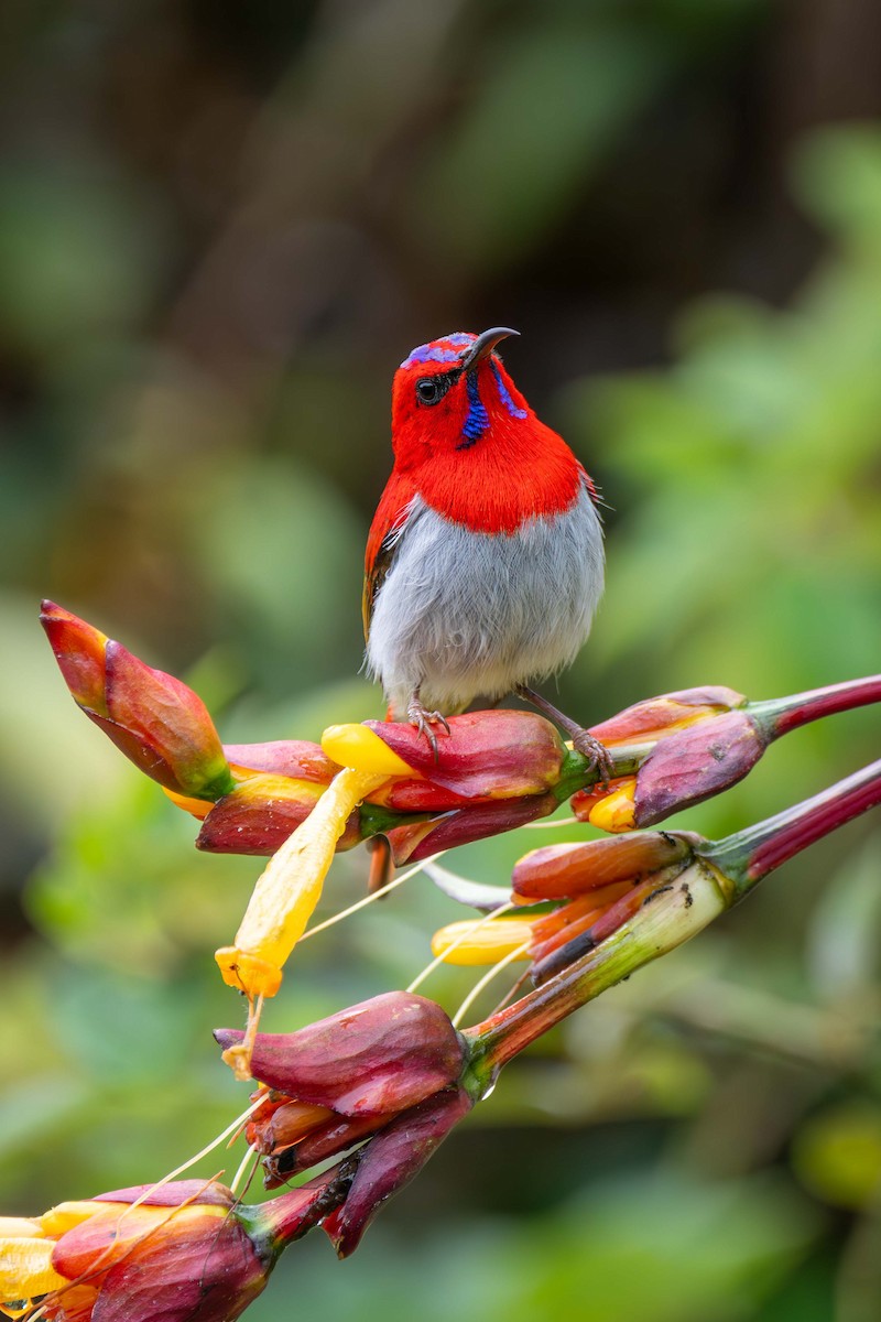 Temminck's Sunbird - ML637583500