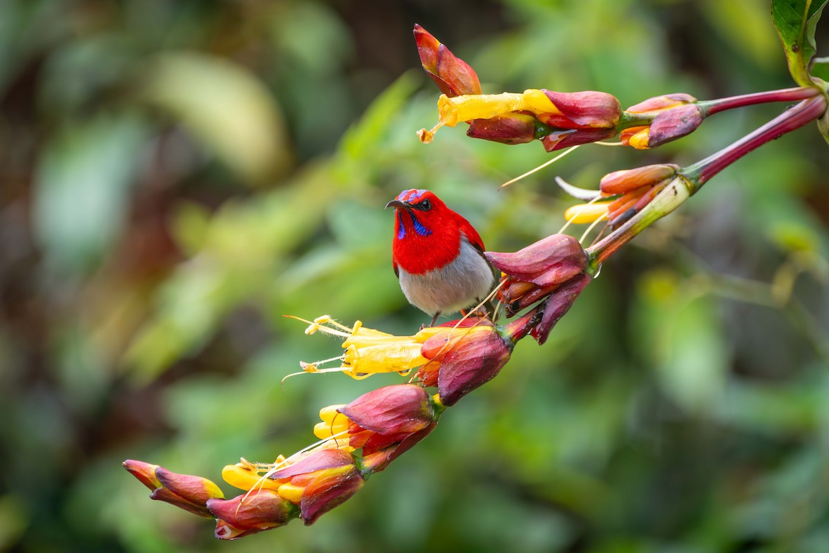 Temminck's Sunbird - ML637583501