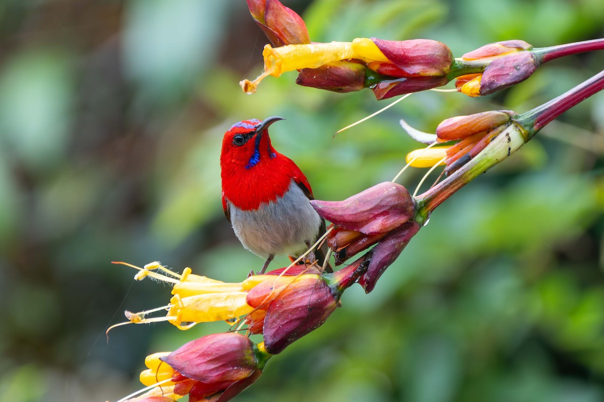 Temminck's Sunbird - ML637583502