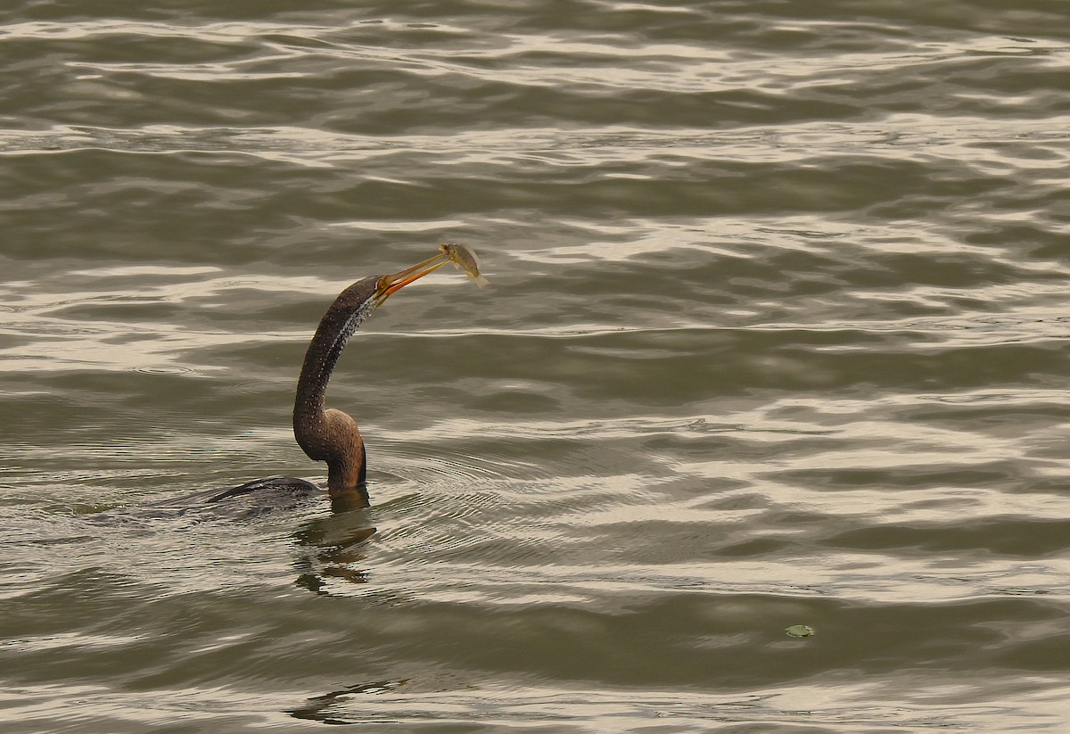 Oriental Darter - ML637583508