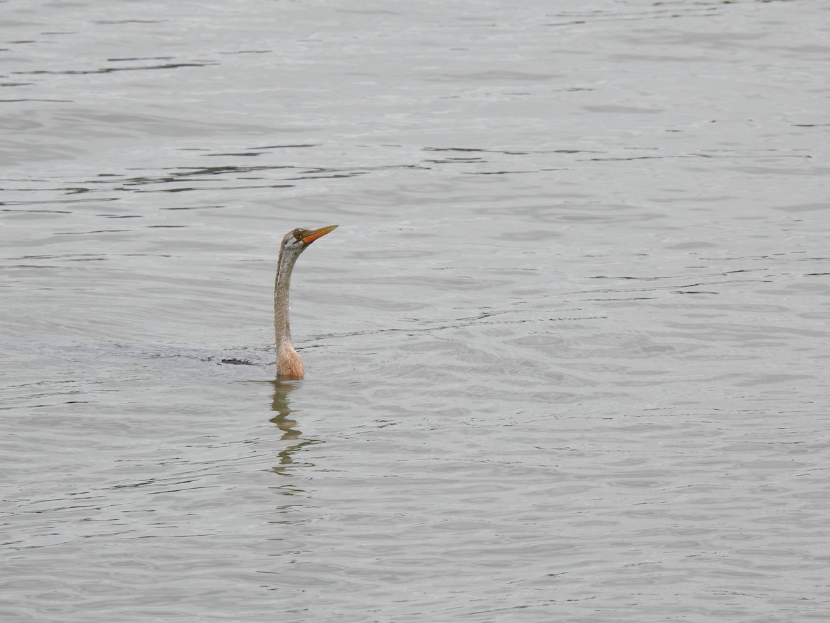 Oriental Darter - ML637583509