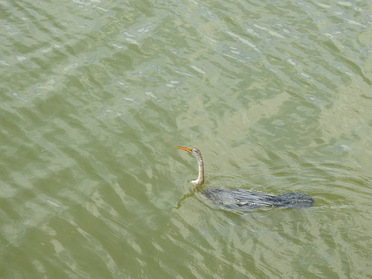 Oriental Darter - ML637583510