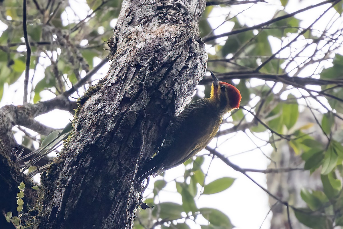 White-browed Woodpecker - ML637583511