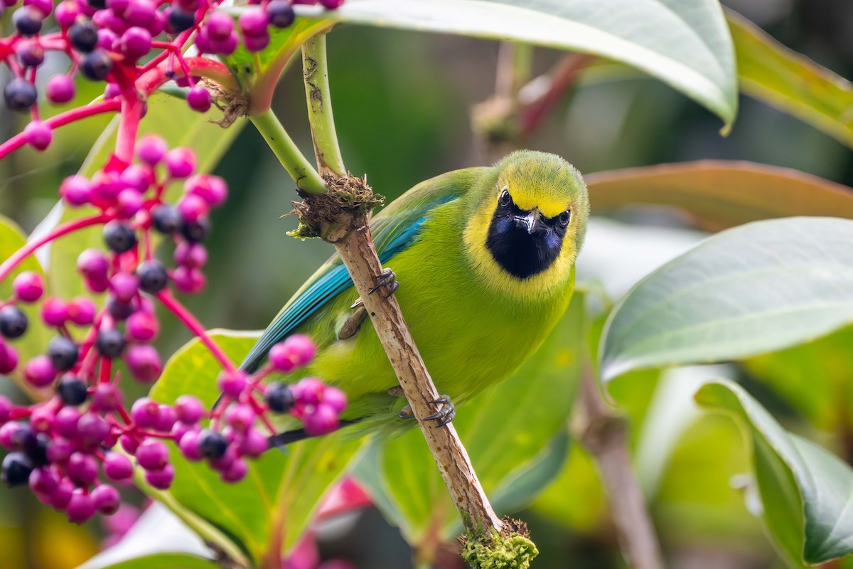 Borneo Yaprakkuşu - ML637583521