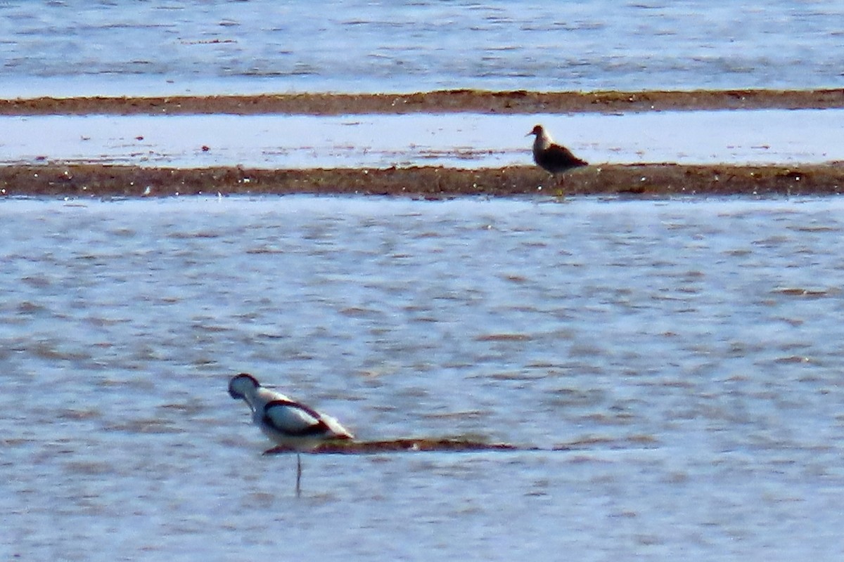 Ruff - ML637583525