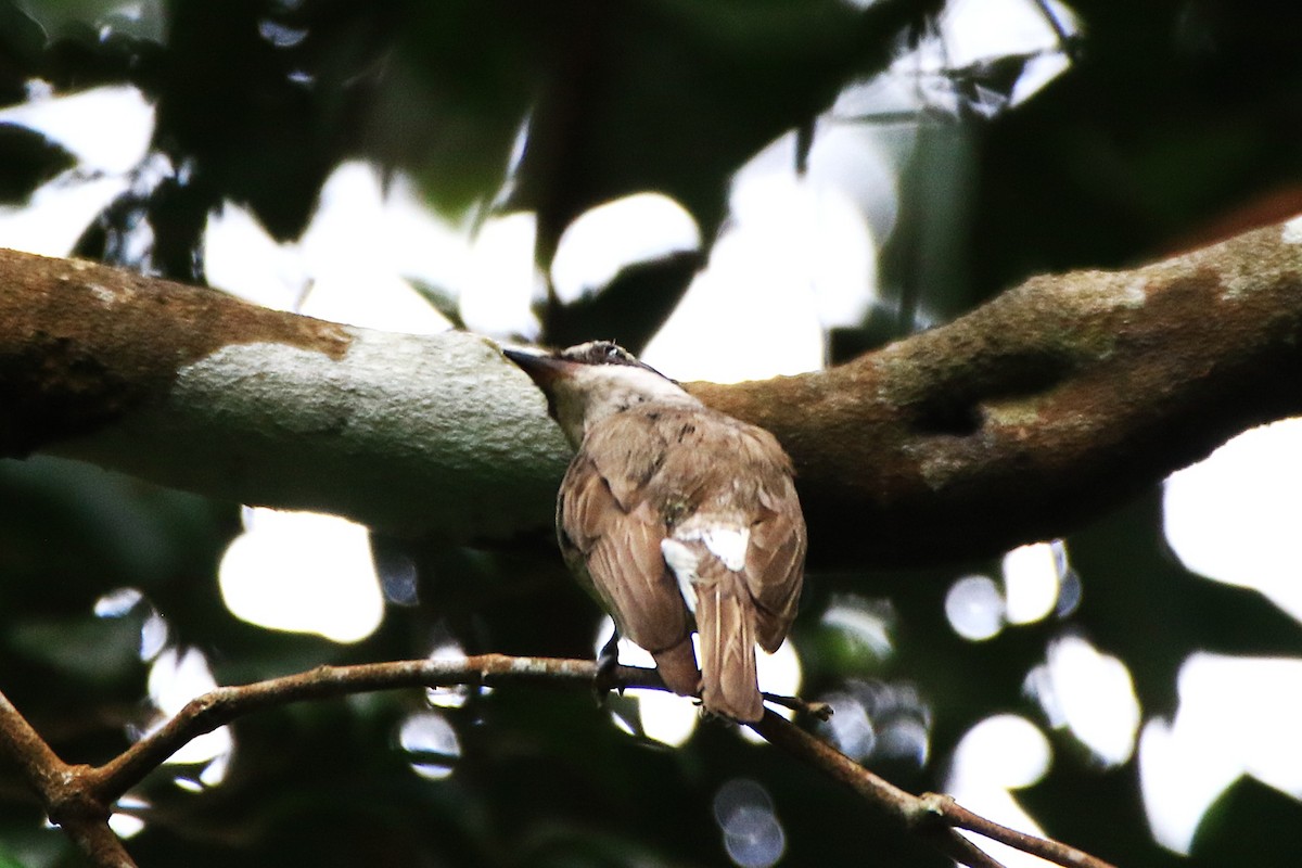 Large Woodshrike - ML637583556