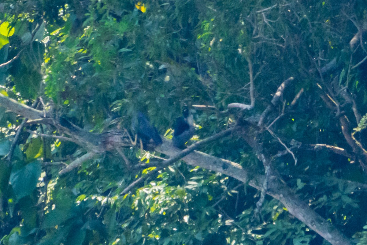 Black-crowned Night Heron - ML637583567