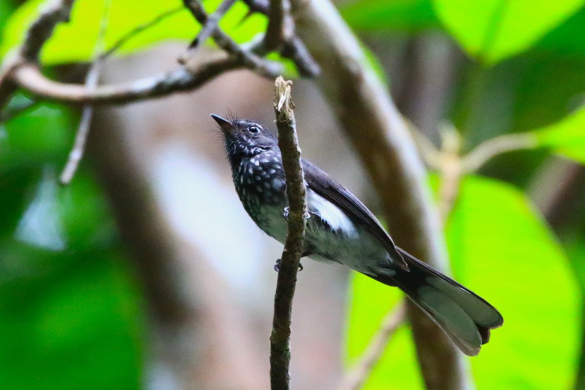 Spotted Fantail - ML637583568