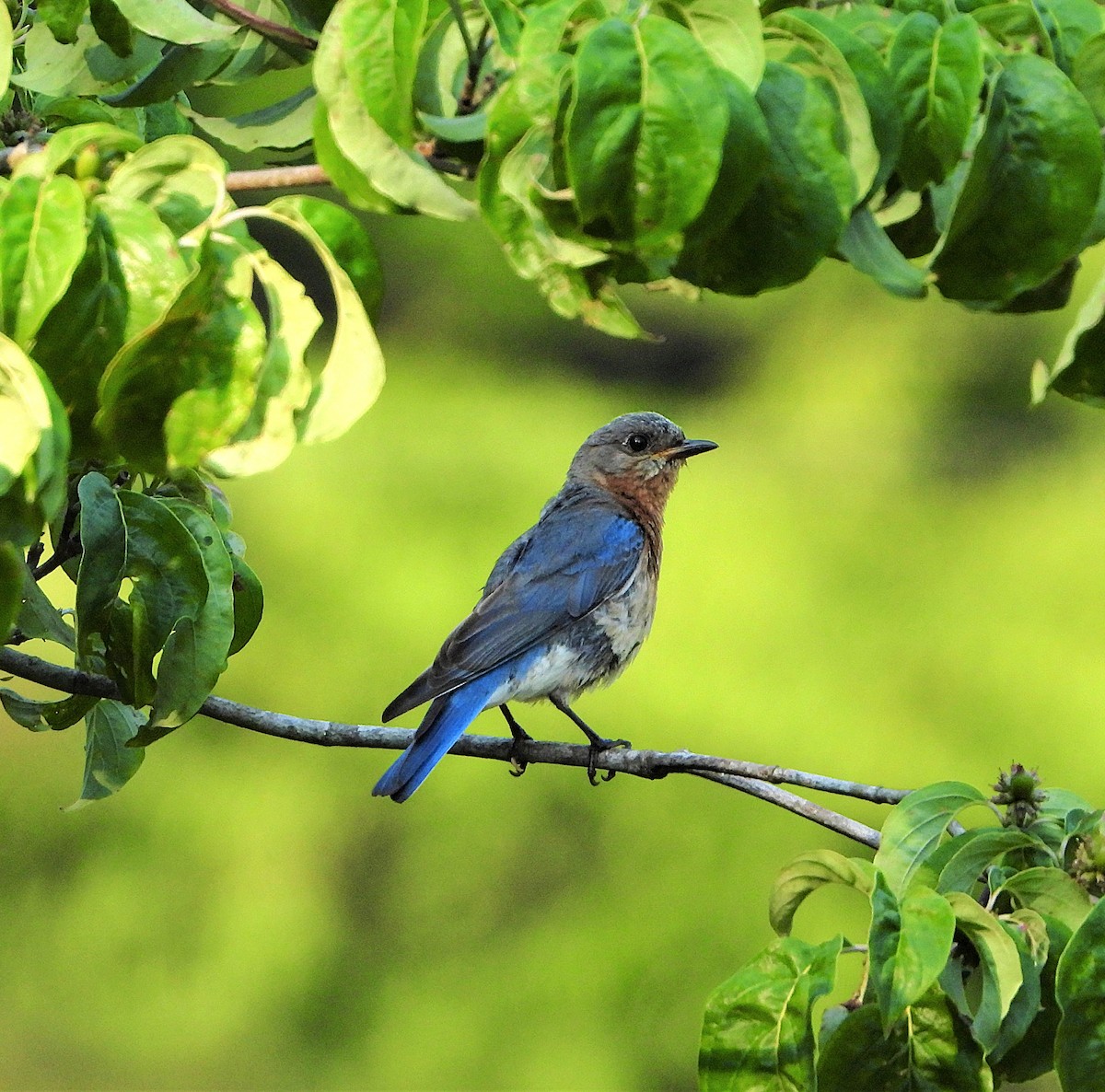 Eastern Bluebird - ML637583577