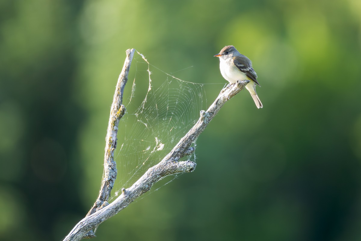 Alder/Willow Flycatcher (Traill's Flycatcher) - ML637583592