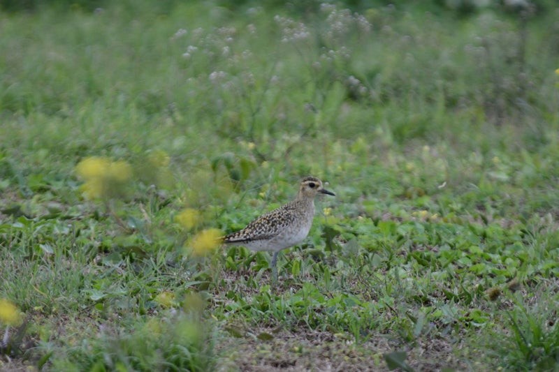Pacific Golden-Plover - ML637583596
