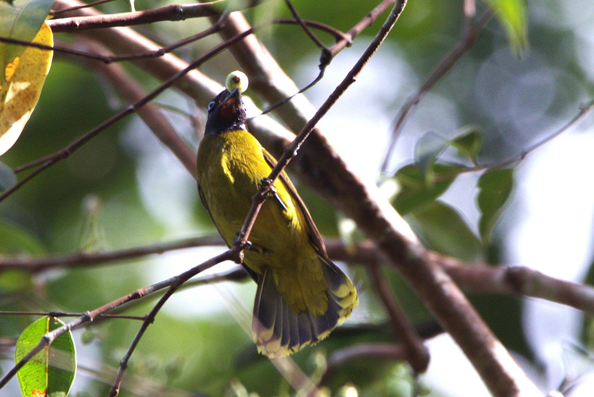 Black-headed Bulbul - ML637583599