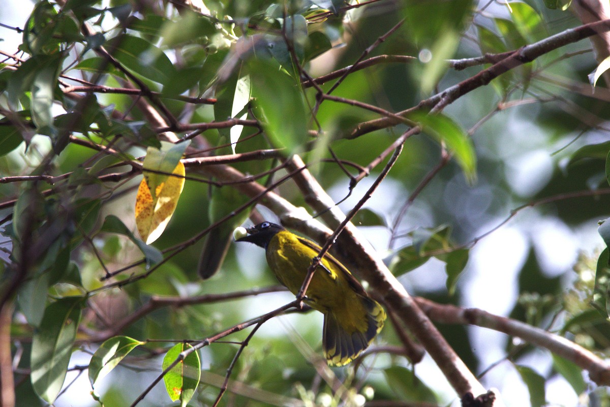 Black-headed Bulbul - ML637583600
