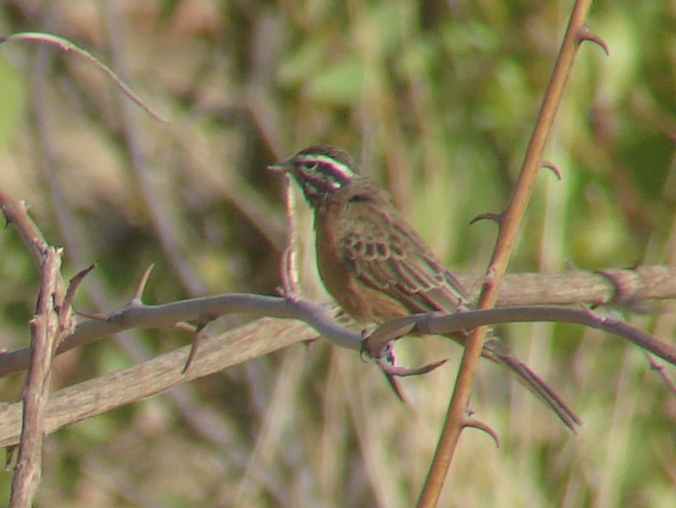 Cinnamon-breasted Bunting - ML637583618