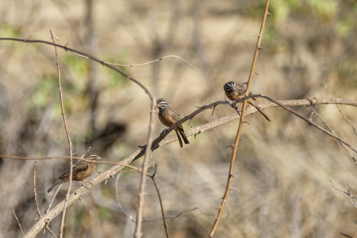 Cinnamon-breasted Bunting - ML637583644