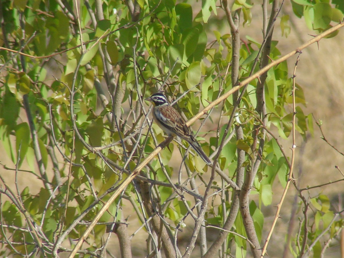 Golden-breasted Bunting - ML637583661