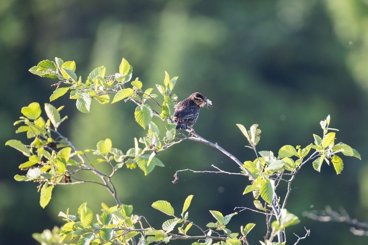 Red-winged Blackbird - ML637583675