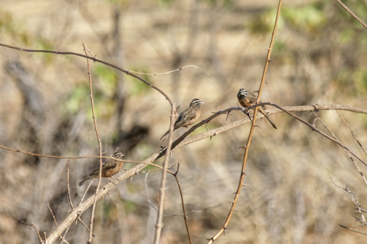 Cinnamon-breasted Bunting - ML637583677