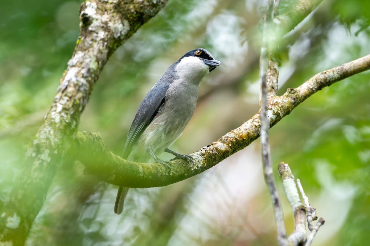 Large Woodshrike - ML637583709