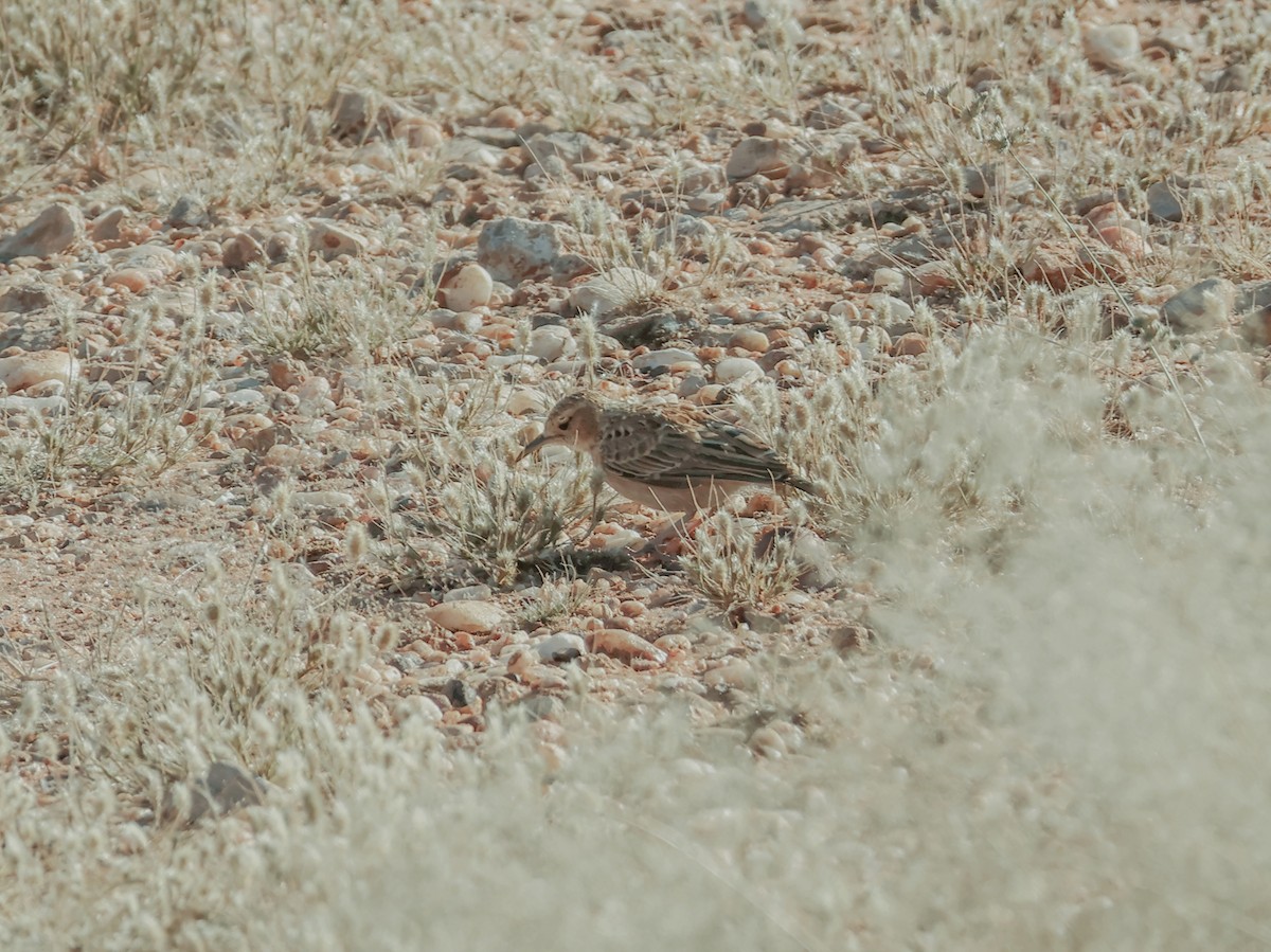 Spike-heeled Lark - ML637583735