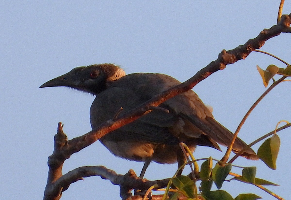 Helmeted Friarbird - ML637583780