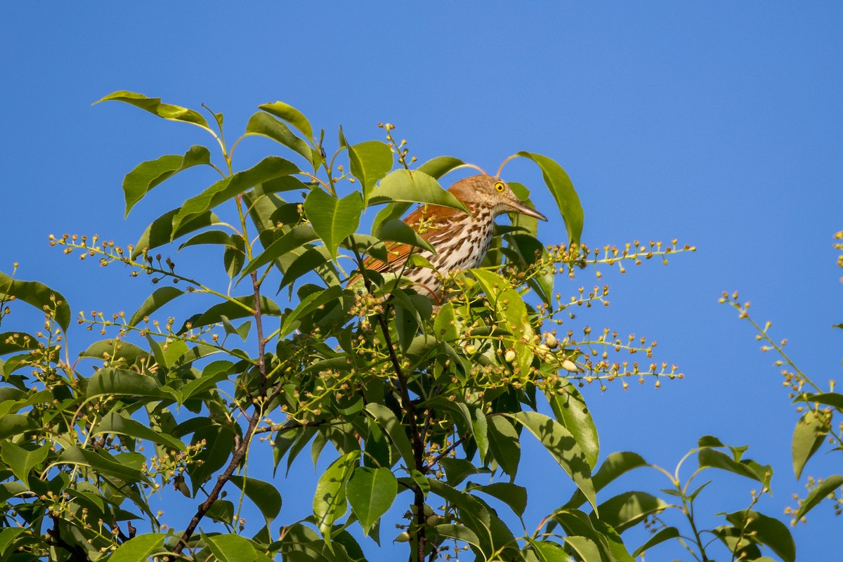 Brown Thrasher - ML637583783