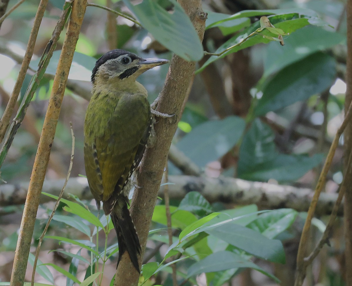 Laced Woodpecker - ML637583784