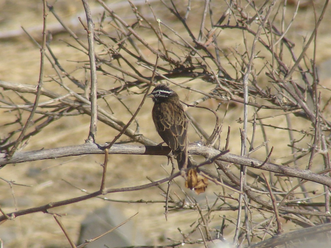 Cinnamon-breasted Bunting - ML637583785