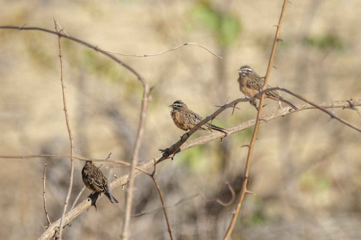 Cinnamon-breasted Bunting - ML637583844