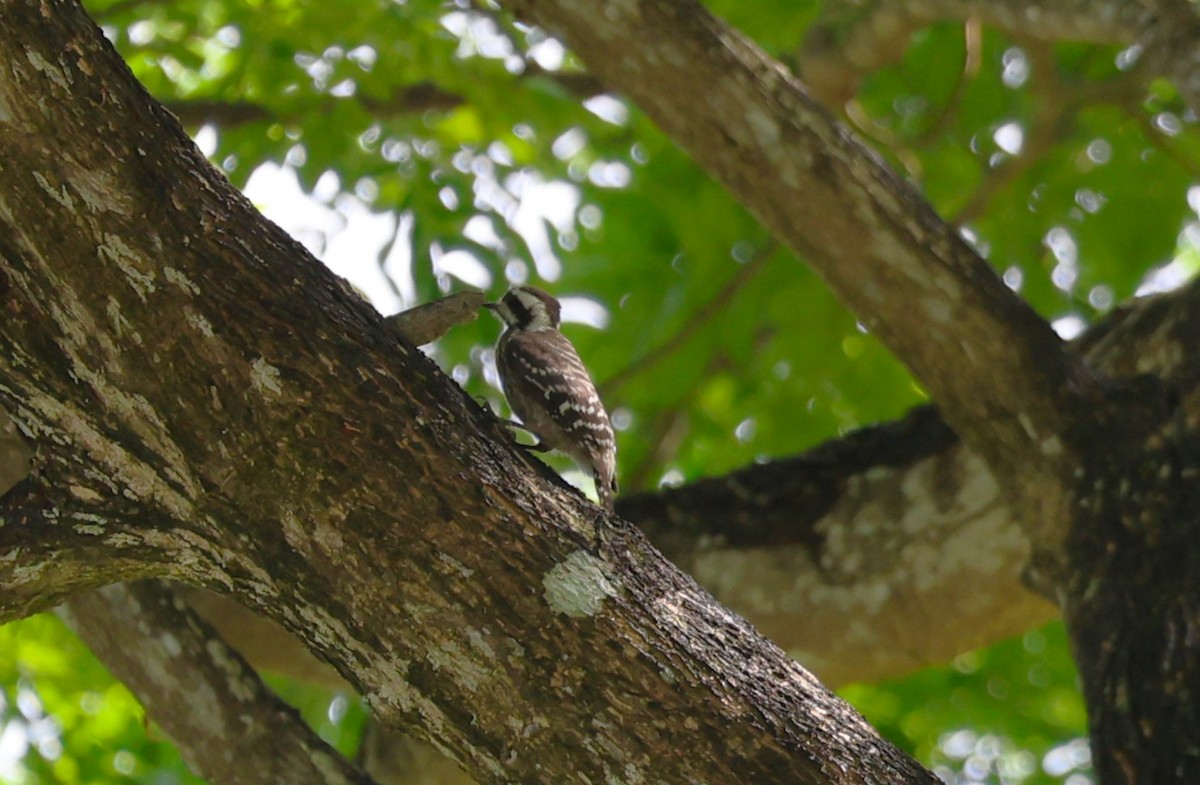 Sunda Pygmy Woodpecker - ML637583867