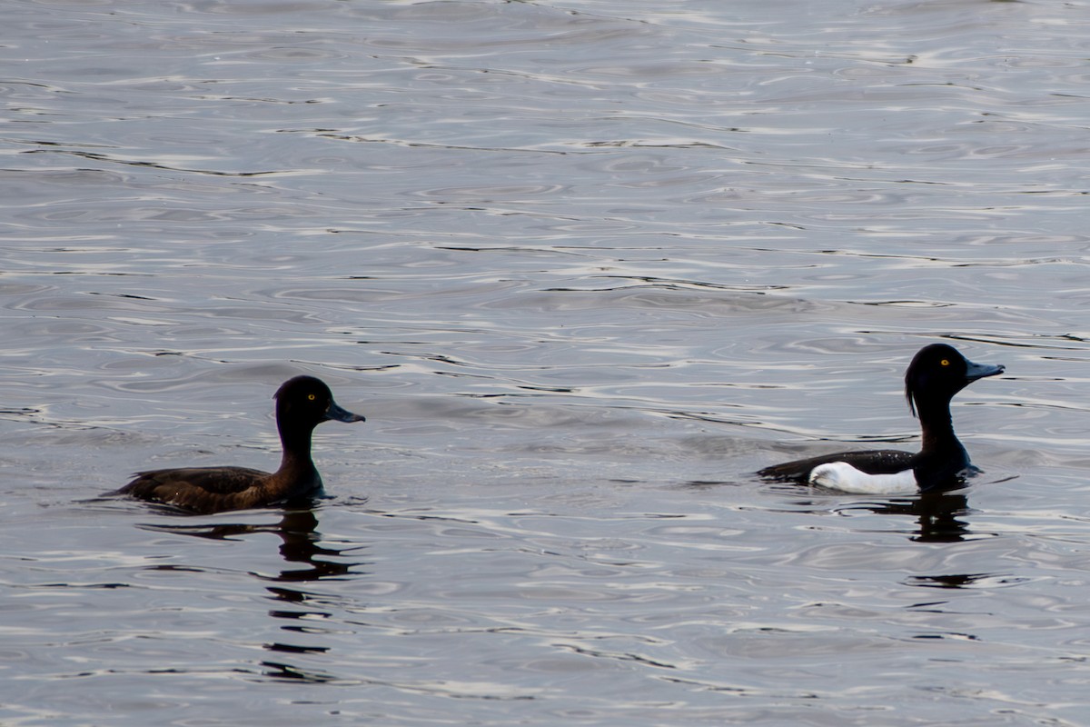 Tufted Duck - ML637583868