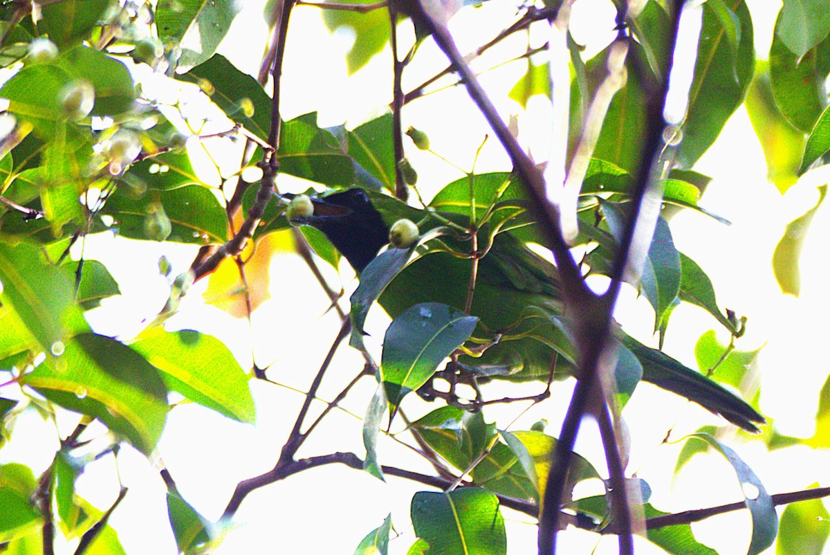 Lesser Green Leafbird - ML637583871