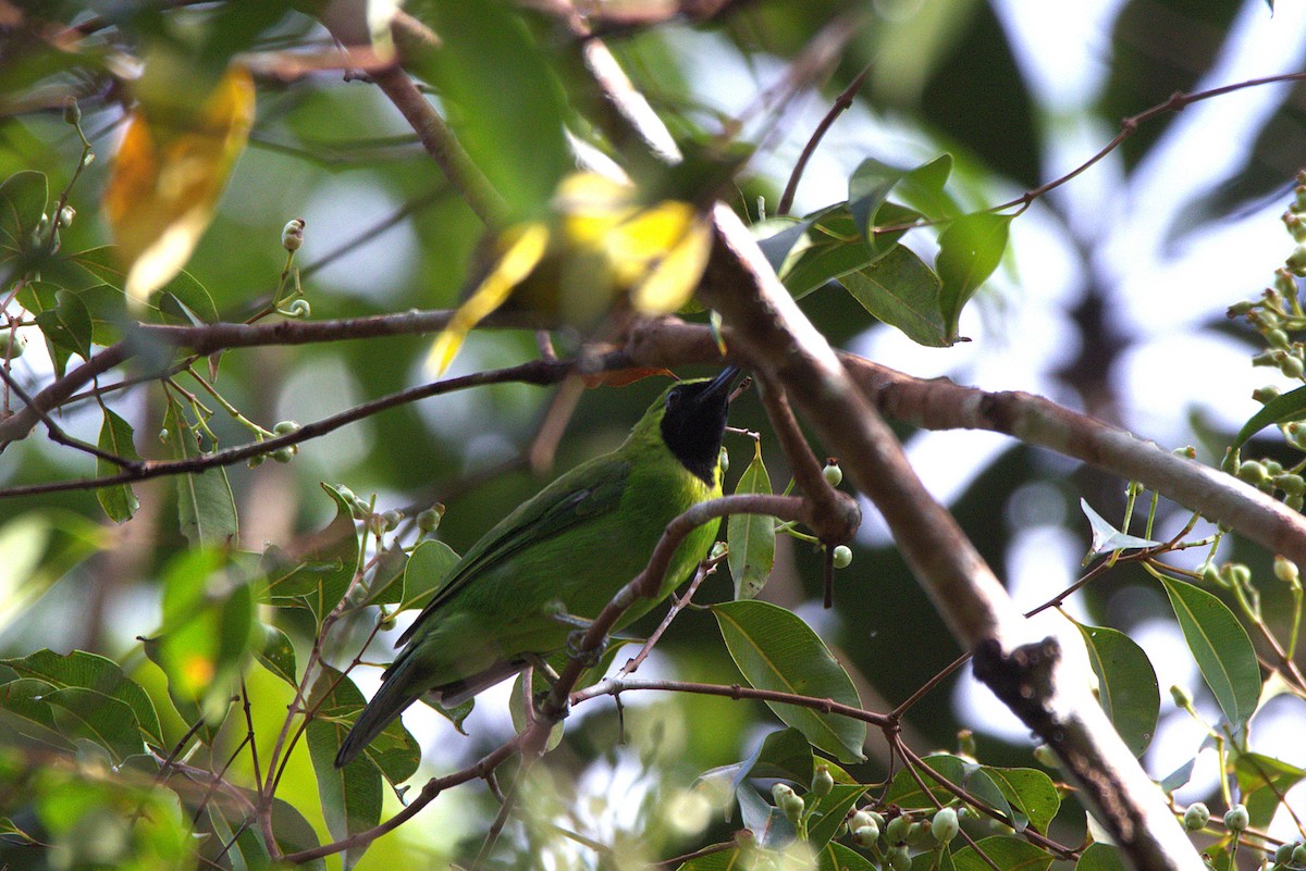 Lesser Green Leafbird - ML637583872