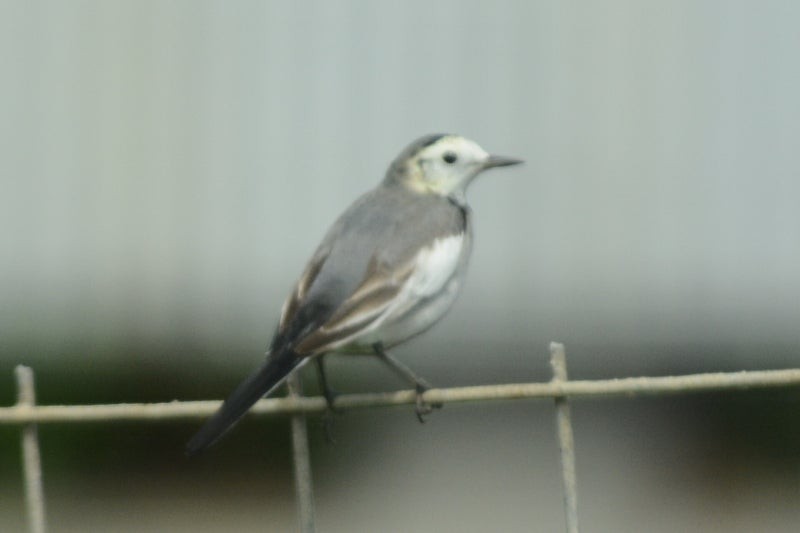 White Wagtail - ML637583914