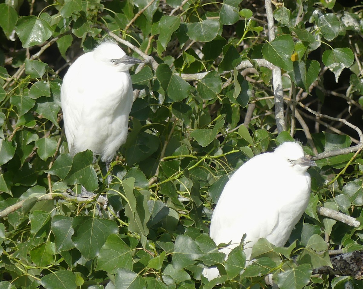 Western Cattle-Egret - ML637583940