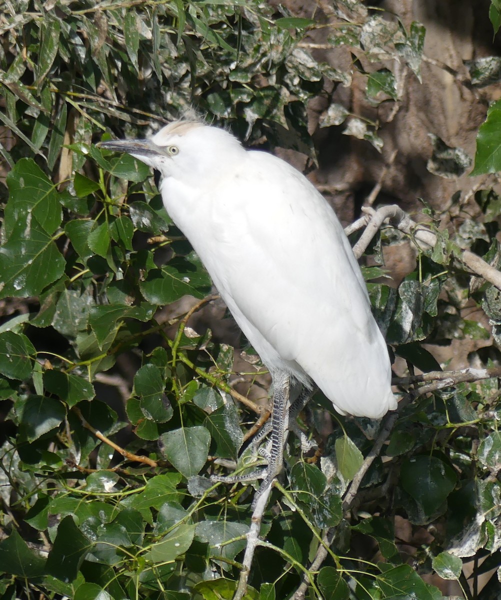 Western Cattle-Egret - ML637583941
