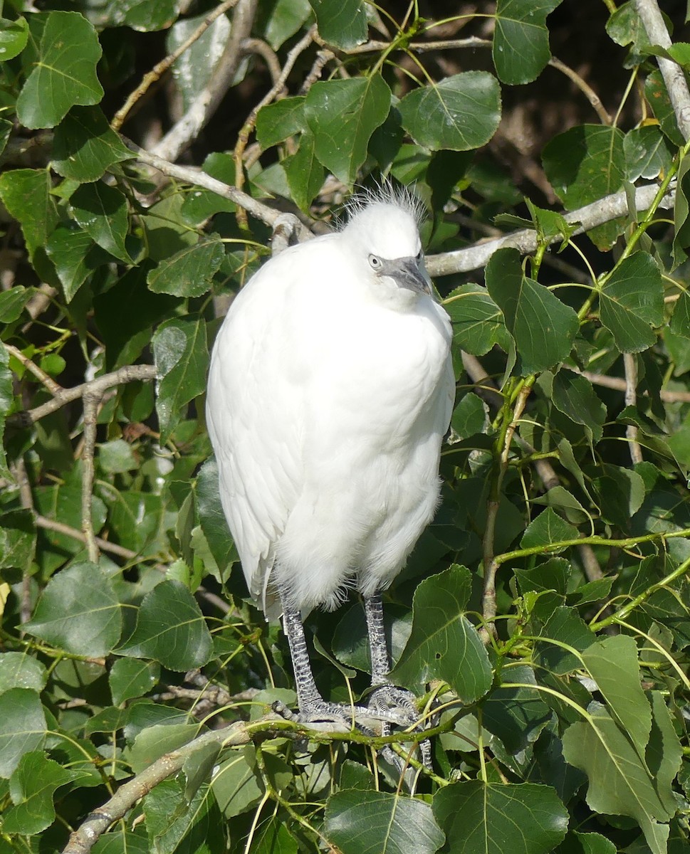 Western Cattle-Egret - ML637583942