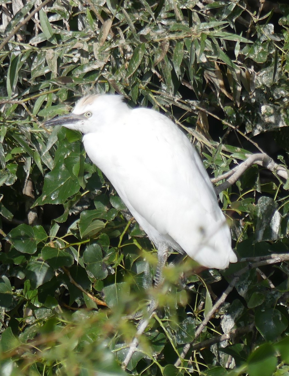 Western Cattle-Egret - ML637583943