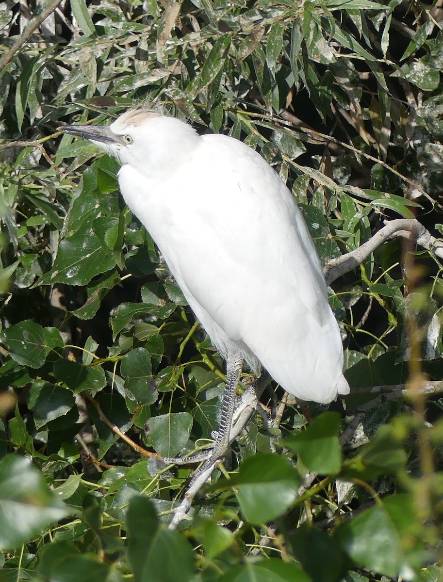 Western Cattle-Egret - ML637583944