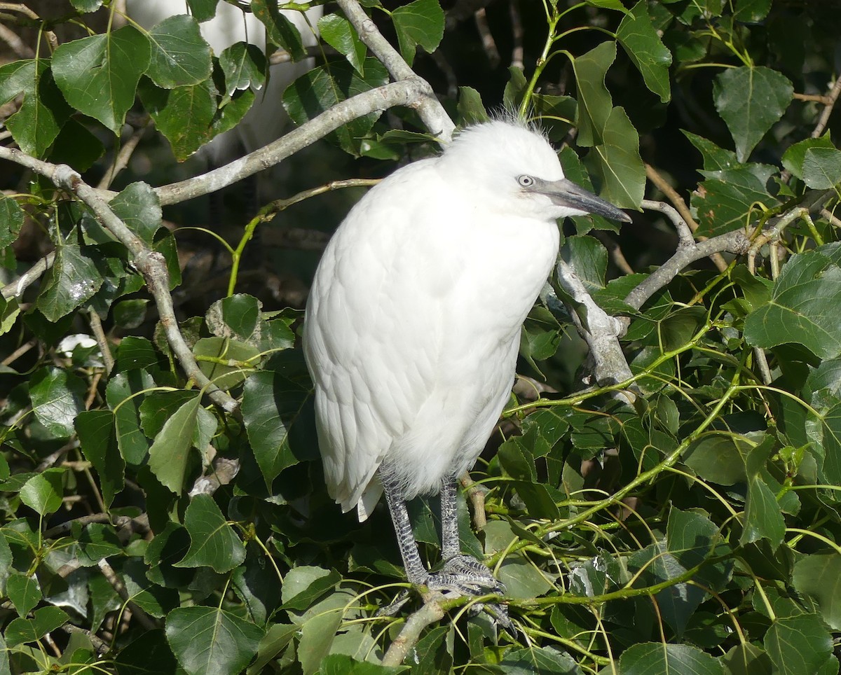Western Cattle-Egret - ML637583947