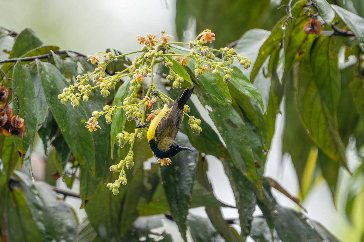 Ornate Sunbird - ML637583961