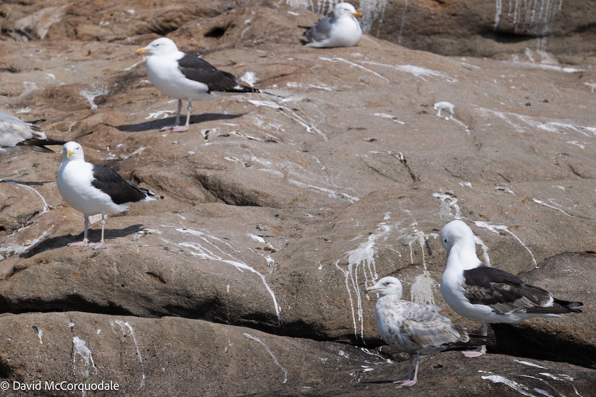 Great Black-backed Gull - ML637583974