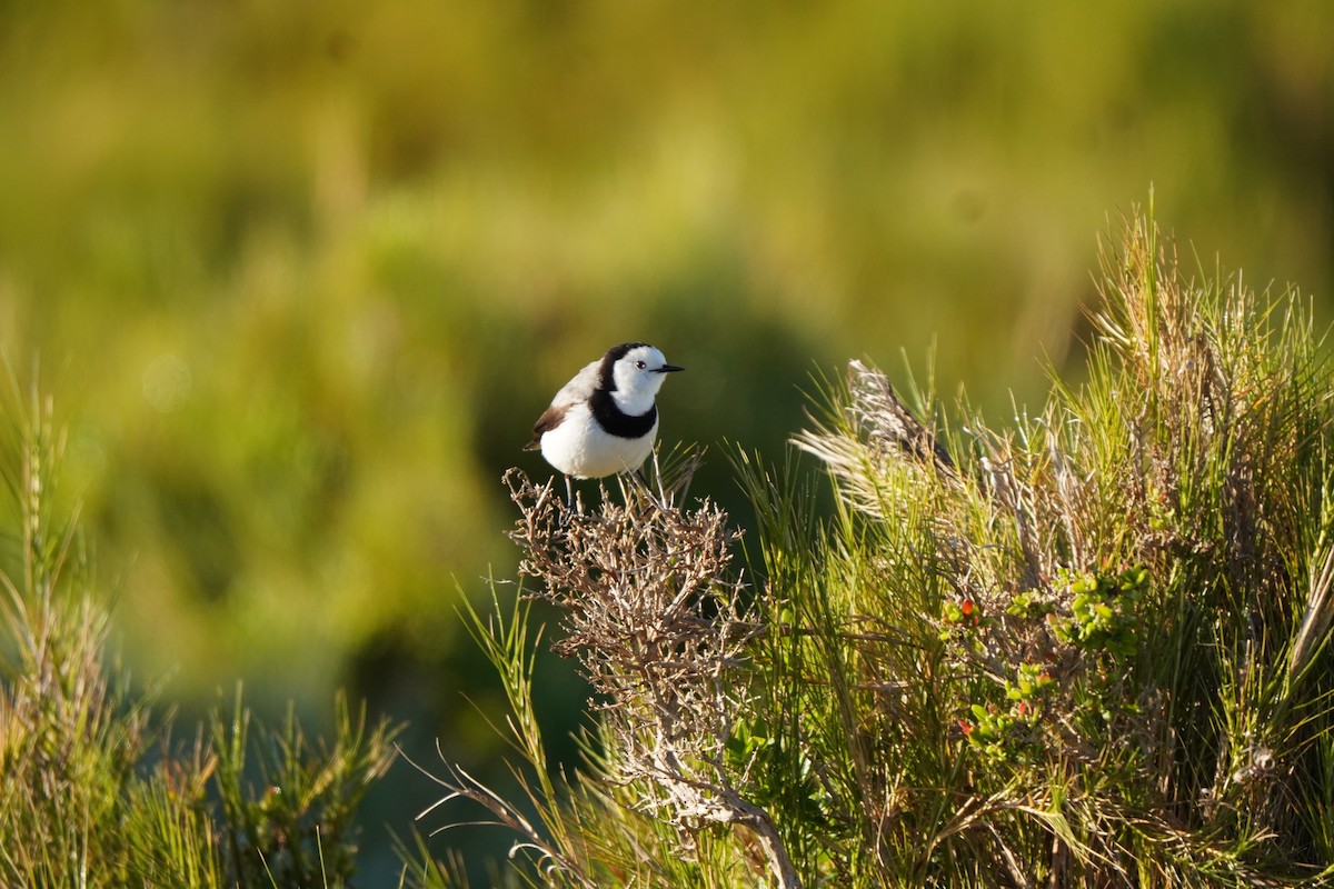 White-fronted Chat - ML637583993