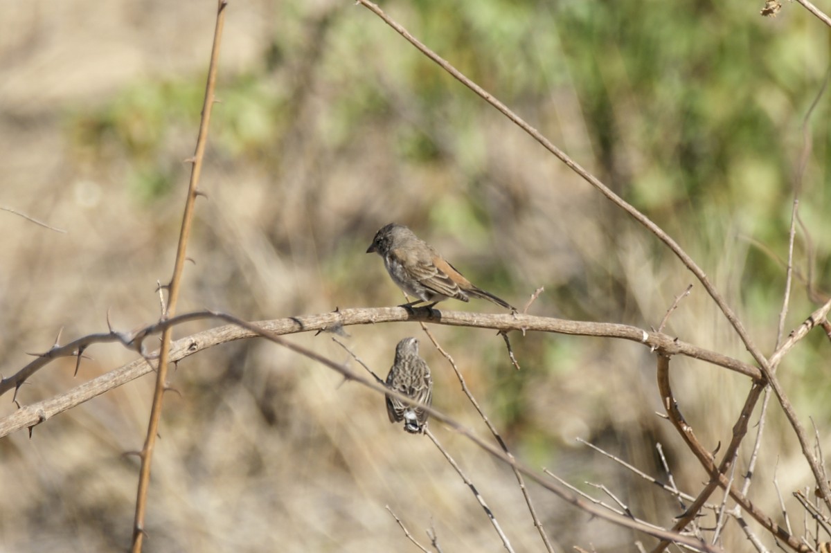 Southern Gray-headed Sparrow - ML637584015