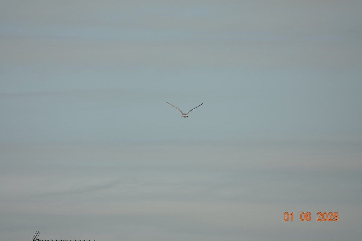 Yellow-legged Gull - ML637584029