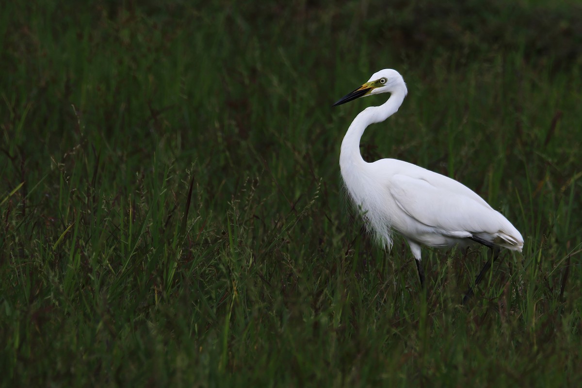 Medium Egret - ML637584030