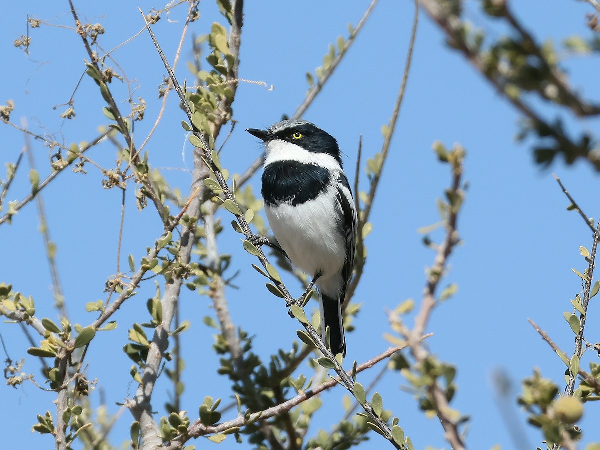 Pririt Batis - ML637584051