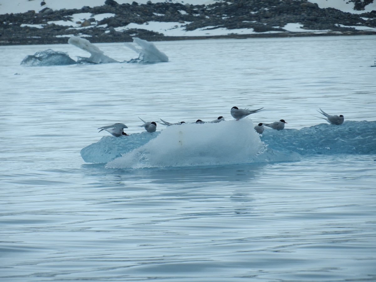 Arctic Tern - ML637584073
