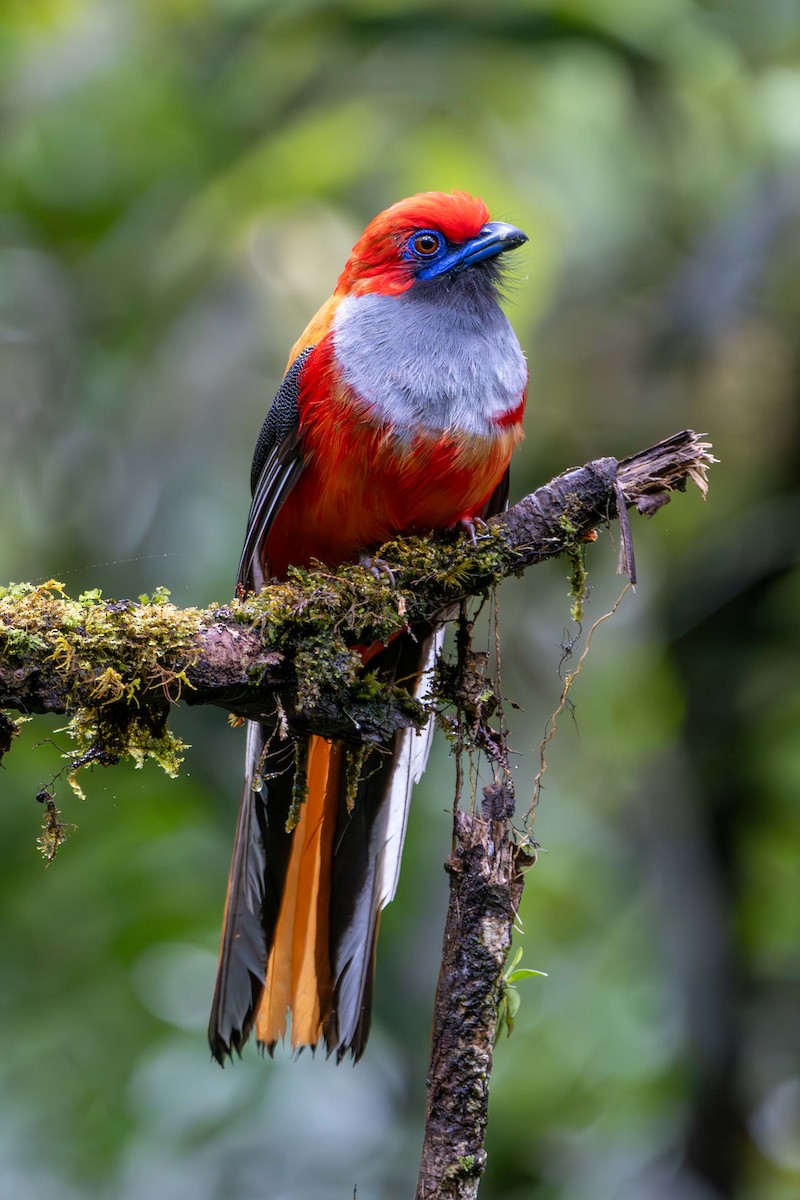 Whitehead's Trogon - ML637584079