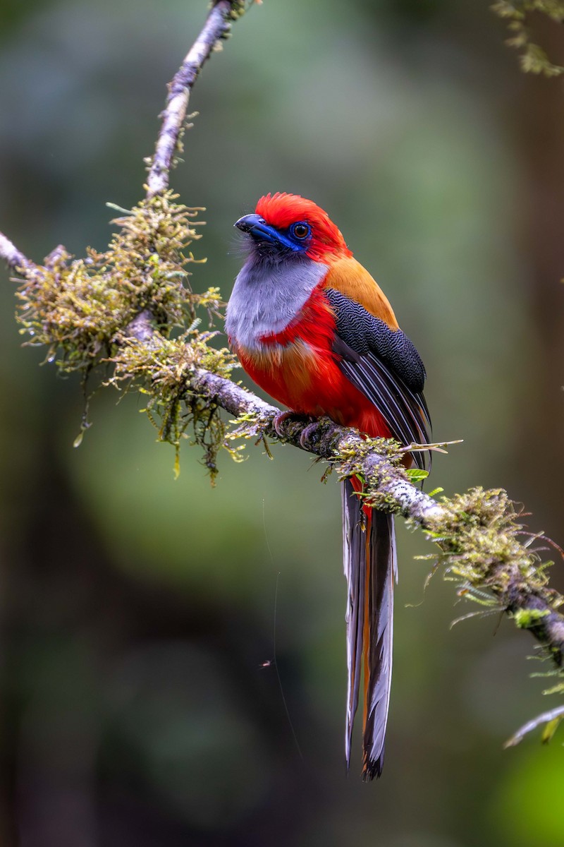 Whitehead's Trogon - ML637584080